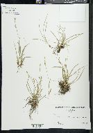 Carex capillaris image