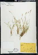 Carex caryophyllea image