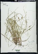 Carex caroliniana image