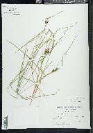 Carex caroliniana image