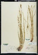 Carex triceps image