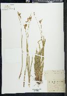 Carex castanea image