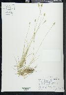 Carex cephalophora var. cephalophora image