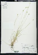 Carex cephalophora var. cephalophora image