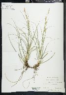 Carex cherokeensis image