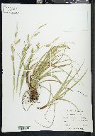 Carex cherokeensis image