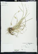 Carex cherokeensis image