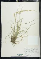 Carex cherokeensis image