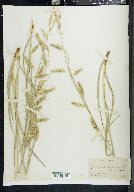 Carex cherokeensis image