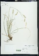Carex cherokeensis image