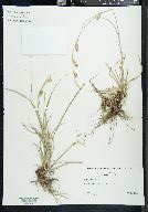 Carex cherokeensis image