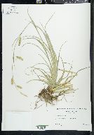 Carex cherokeensis image