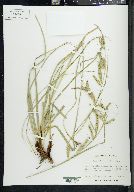 Carex cherokeensis image