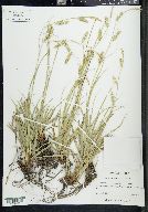 Carex cherokeensis image