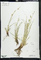 Carex cherokeensis image