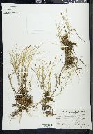 Carex chordorrhiza image