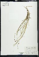 Carex chordorrhiza image