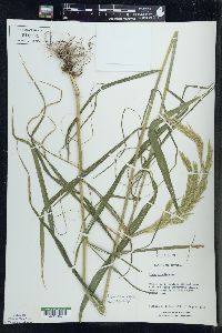 Cinna arundinacea image