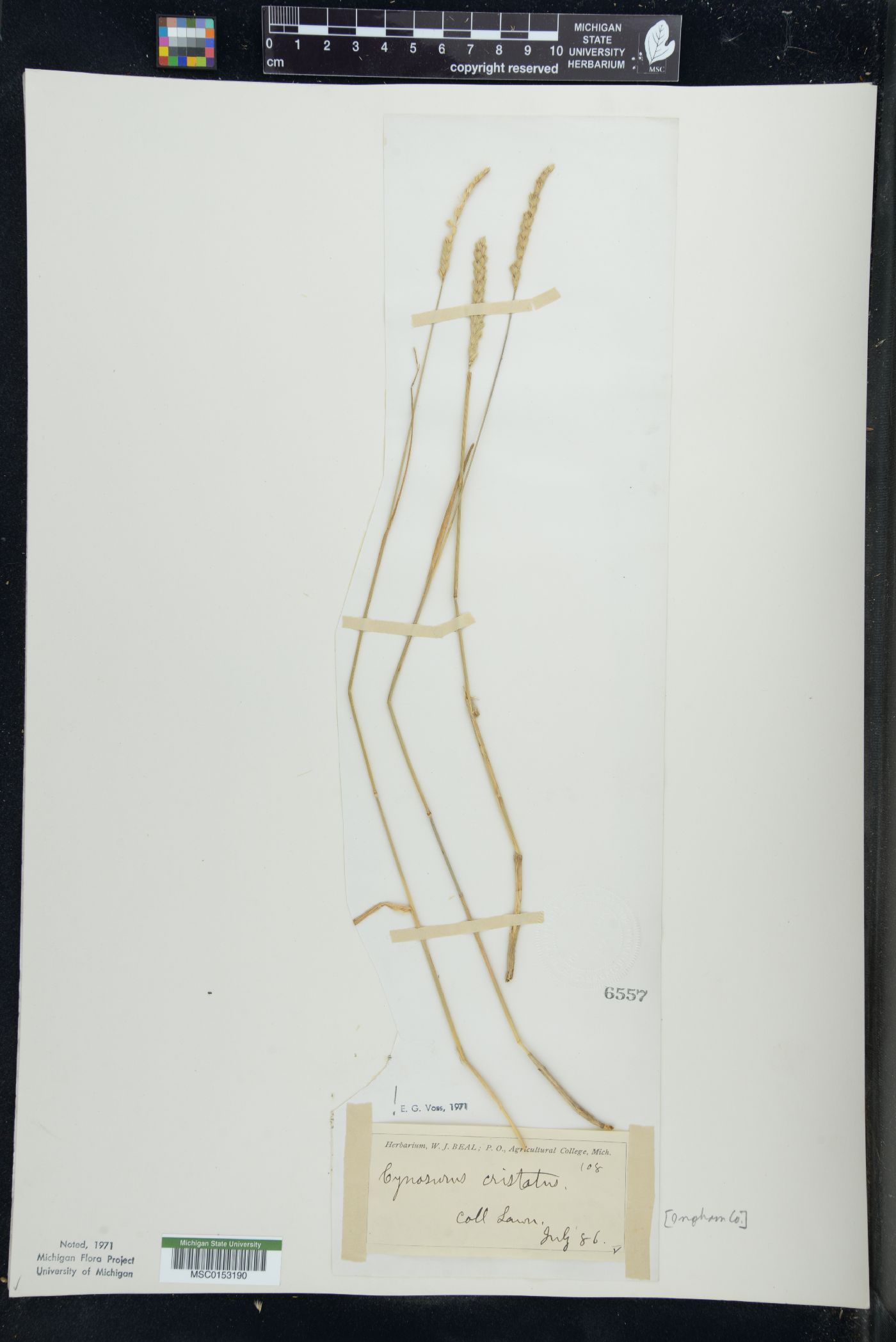 Cynosurus cristatus image