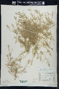 Eragrostis hypnoides image