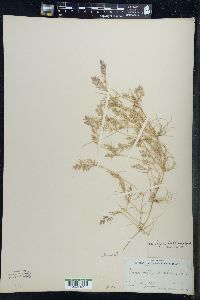 Eragrostis hypnoides image