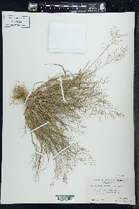 Eragrostis frankii image