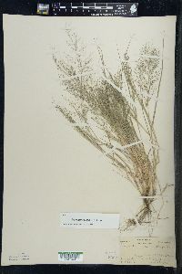 Eragrostis frankii image