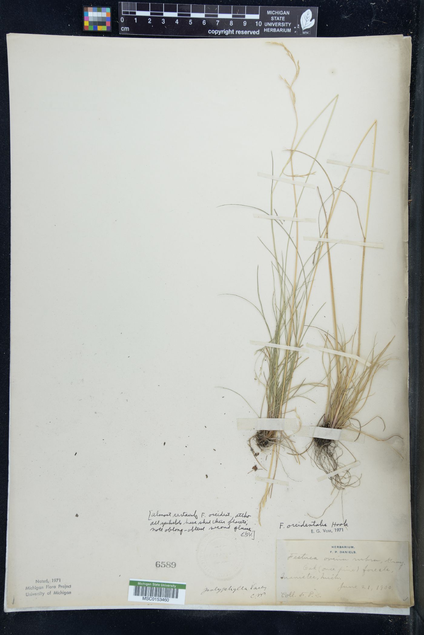 Festuca occidentalis image