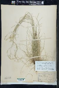 Festuca occidentalis image