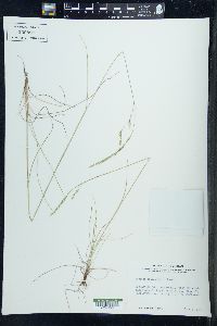 Festuca occidentalis image