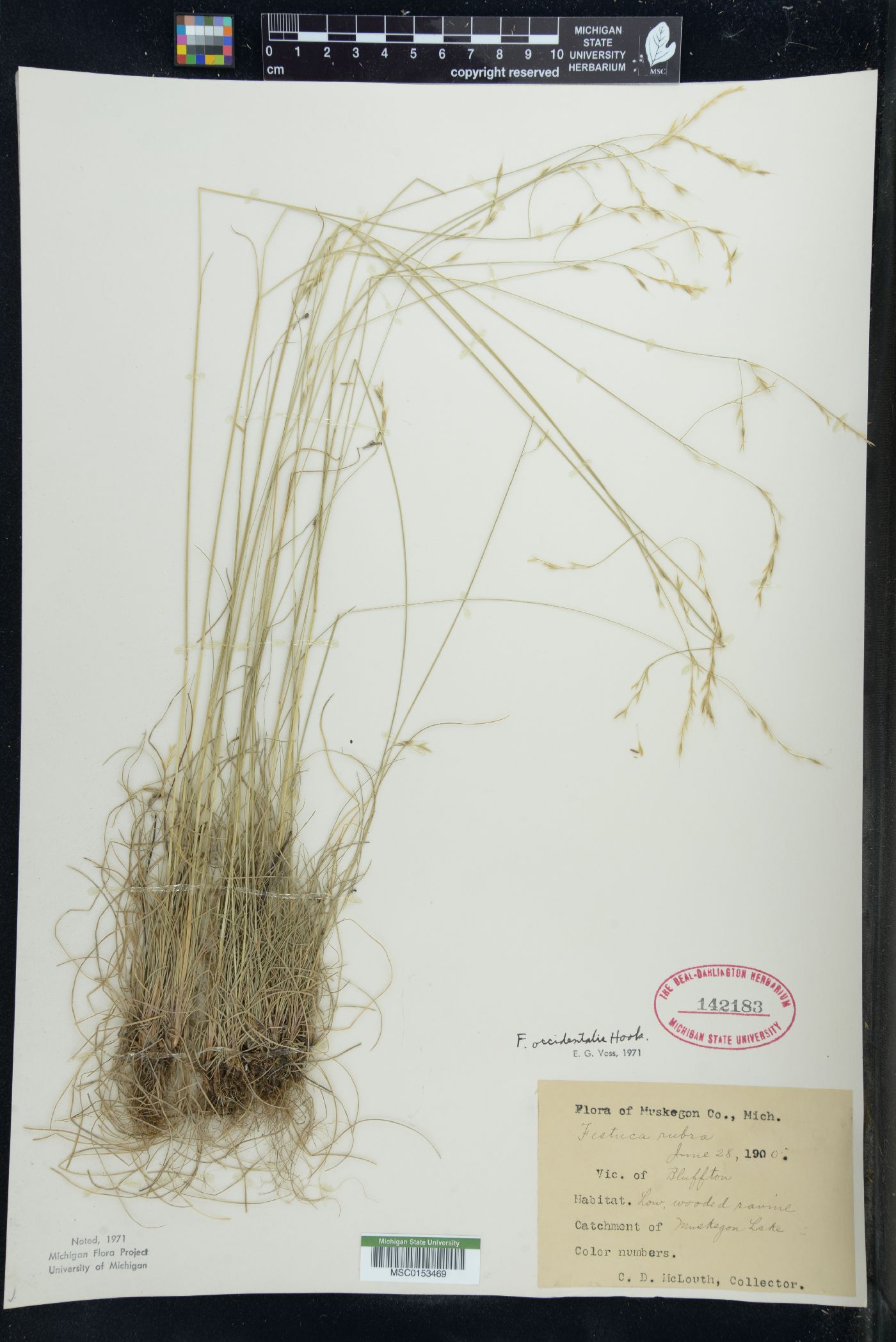 Festuca occidentalis image