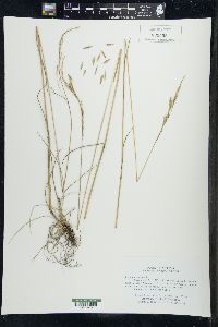 Festuca rubra image