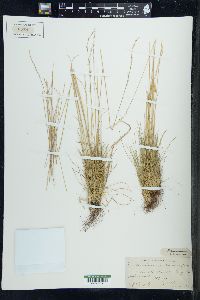 Festuca saximontana image