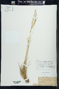 Festuca saximontana image