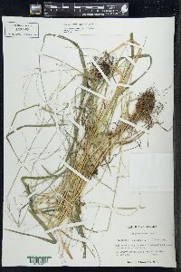 Festuca subverticillata image