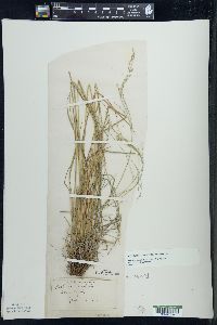 Festuca subverticillata image