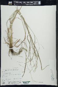 Festuca subverticillata image