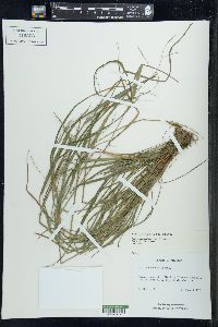 Festuca subverticillata image