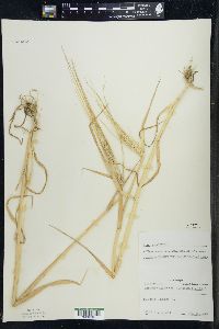 Hordeum vulgare image