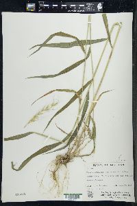 Elymus hystrix image