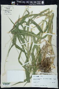 Elymus hystrix image