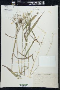 Elymus hystrix image