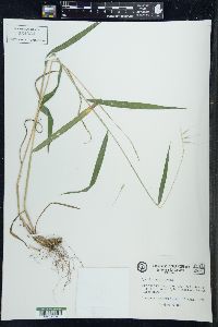 Elymus hystrix image