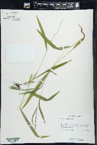 Leersia virginica image