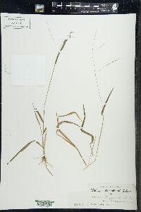Leersia virginica image