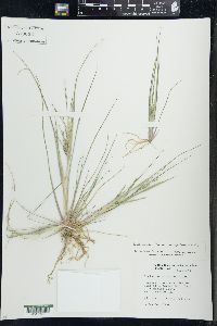 Diplachne fusca subsp. fascicularis image