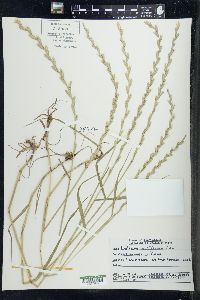 Lolium perenne subsp. multiflorum image