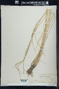 Lolium perenne subsp. multiflorum image