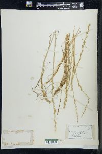 Lolium perenne subsp. multiflorum image