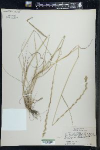 Lolium perenne subsp. multiflorum image